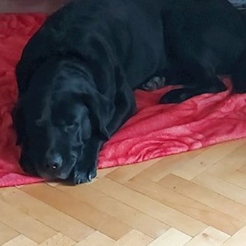 thumbnail petsitter Târgu Mureș or pet nanny for dogs cats