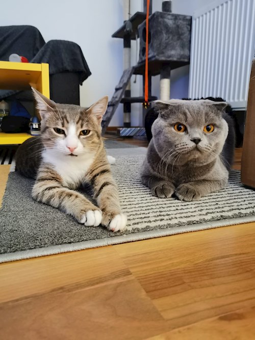 Georgiana- petsitter București sau Bonă pentru animale pentru câini pisici