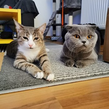 thumbnail petsitter București sau bonă pentru animale pentru câini pisici