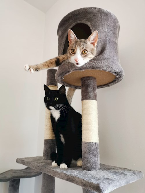 Georgiana- petsitter București sau Bonă pentru animale pentru câini pisici