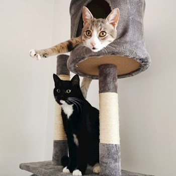 thumbnail petsitter București sau bonă pentru animale pentru câini pisici