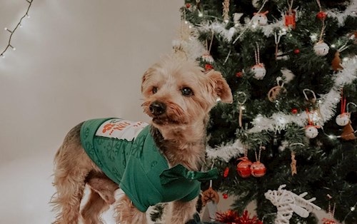 Randrianilana- petsitter Iași sau Bonă pentru animale pentru câini pisici