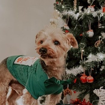 thumbnail petsitter Iași sau bonă pentru animale pentru câini pisici