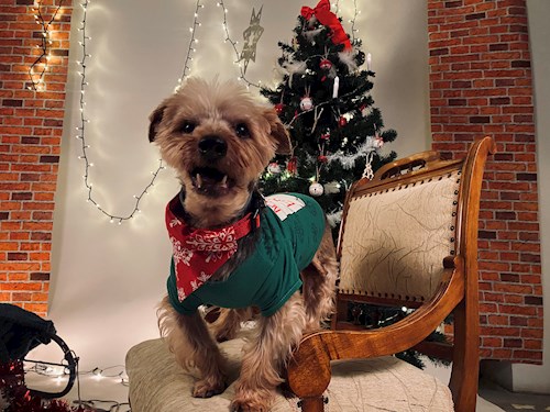 Randrianilana- petsitter Iași sau Bonă pentru animale pentru câini pisici