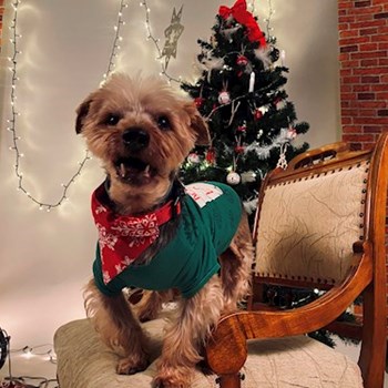 thumbnail petsitter Iași sau bonă pentru animale pentru câini pisici