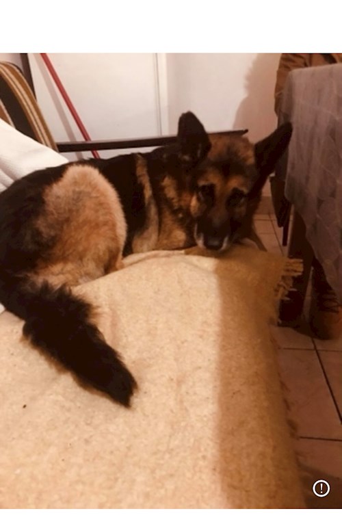 Randrianilana- petsitter Iași sau Bonă pentru animale pentru câini pisici