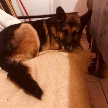 thumbnail petsitter Iași sau bonă pentru animale pentru câini pisici