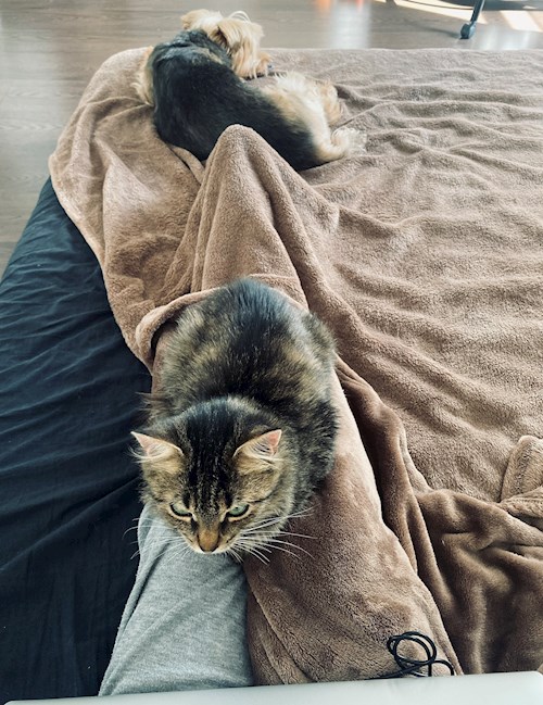 Randrianilana- petsitter Iași sau Bonă pentru animale pentru câini pisici