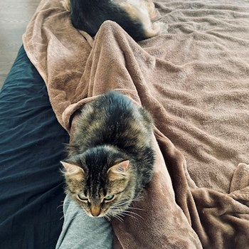 thumbnail petsitter Iași sau bonă pentru animale pentru câini pisici