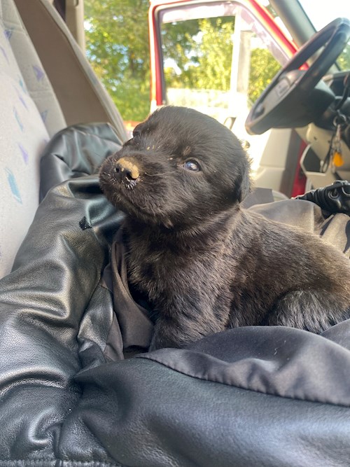 Randrianilana- petsitter Iași sau Bonă pentru animale pentru câini pisici