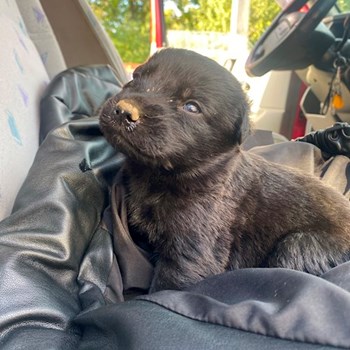 thumbnail petsitter Iași sau bonă pentru animale pentru câini pisici