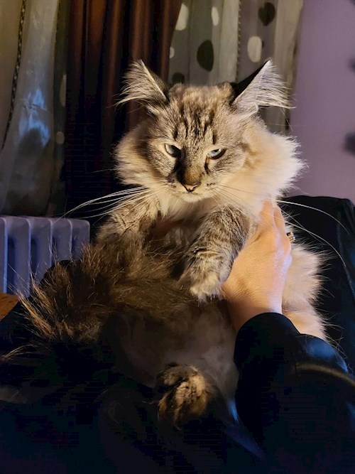 Dragan- petsitter Teșila sau Bonă pentru animale pentru câini pisici