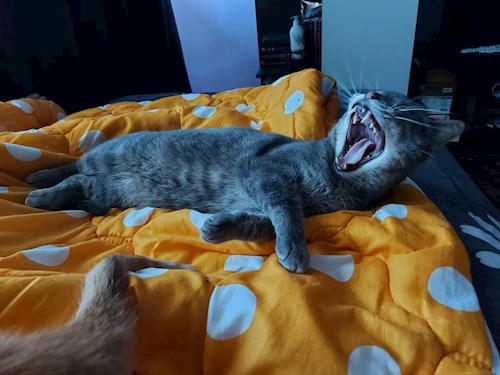 Dragan- petsitter Teșila sau Bonă pentru animale pentru câini pisici