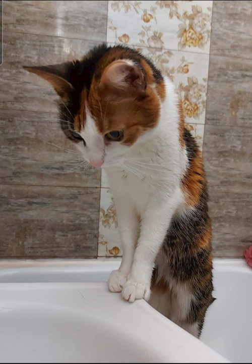 Dragan- petsitter Teșila sau Bonă pentru animale pentru câini pisici