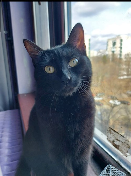 Dragan- petsitter Teșila sau Bonă pentru animale pentru câini pisici