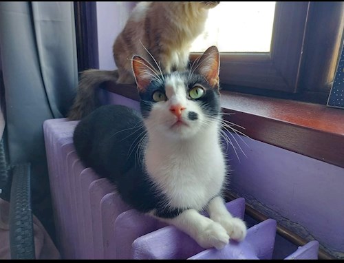 Dragan- petsitter Teșila sau Bonă pentru animale pentru câini pisici