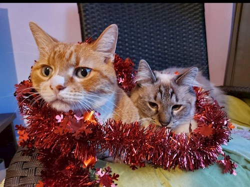 Dragan- petsitter Teșila sau Bonă pentru animale pentru câini pisici