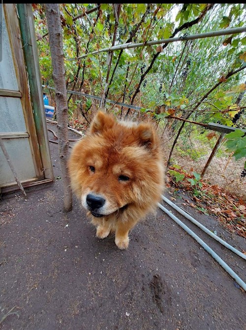 Dragan- petsitter Teșila sau Bonă pentru animale pentru câini pisici