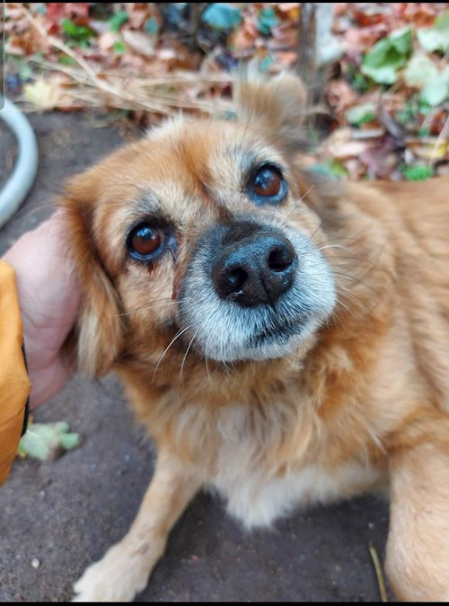 Dragan- petsitter Teșila sau Bonă pentru animale pentru câini pisici