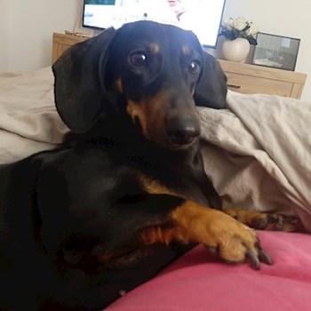 thumbnail petsitter București sau bonă pentru animale pentru
