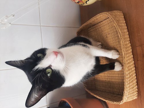 beatrice- petsitter București sau Bonă pentru animale pentru