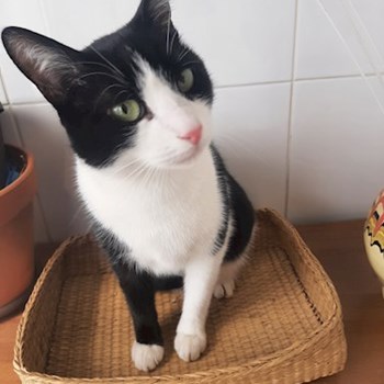 thumbnail petsitter București sau bonă pentru animale pentru