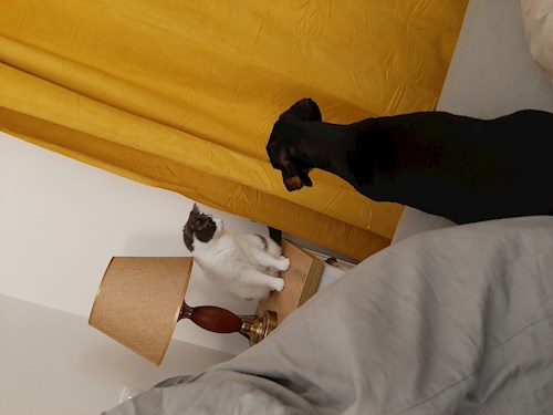 beatrice- petsitter București sau Bonă pentru animale pentru