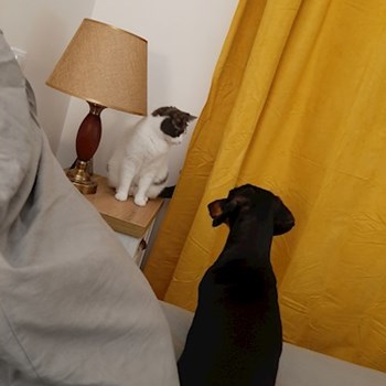 thumbnail petsitter București sau bonă pentru animale pentru