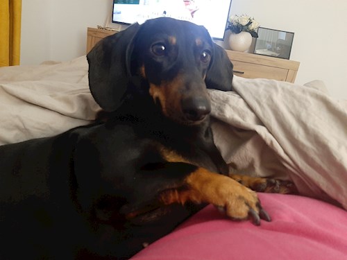 beatrice- petsitter București sau Bonă pentru animale pentru