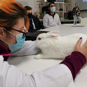 thumbnail petsitter Timișoara sau bonă pentru animale pentru câini pisici