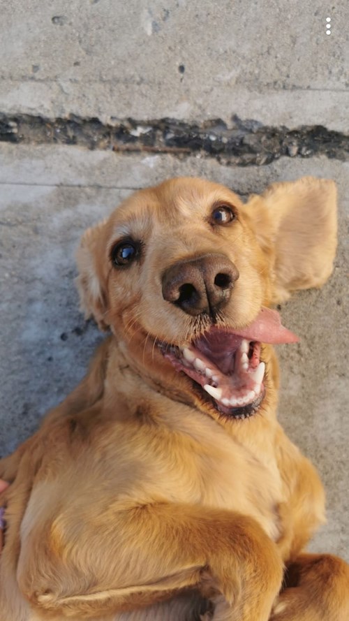 Timea- petsitter Timișoara sau Bonă pentru animale pentru câini pisici