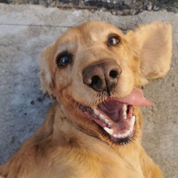 thumbnail petsitter Timișoara sau bonă pentru animale pentru câini pisici