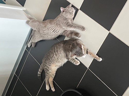 Georgiana- petsitter București sau Bonă pentru animale pentru câini pisici