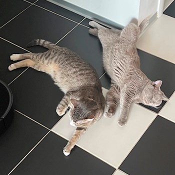 thumbnail petsitter București sau bonă pentru animale pentru câini pisici