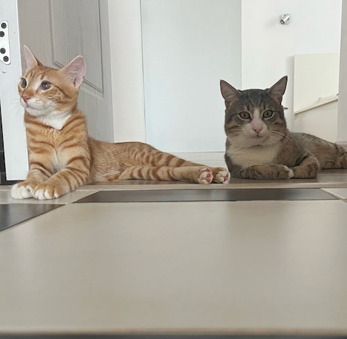 Georgiana- petsitter București sau Bonă pentru animale pentru câini pisici