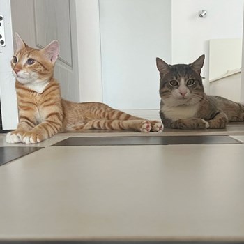 thumbnail petsitter București sau bonă pentru animale pentru câini pisici