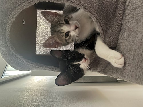 Georgiana- petsitter București sau Bonă pentru animale pentru câini pisici