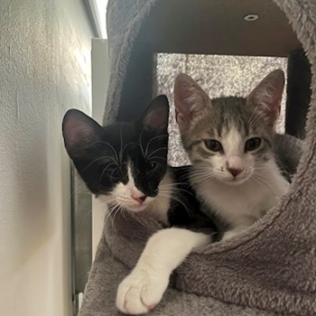 thumbnail petsitter București sau bonă pentru animale pentru câini pisici