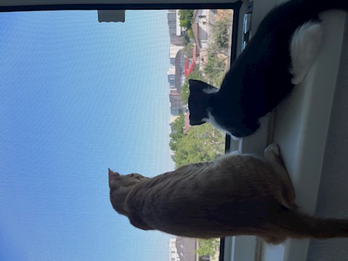 Georgiana- petsitter București sau Bonă pentru animale pentru câini pisici