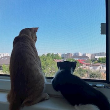 thumbnail petsitter București sau bonă pentru animale pentru câini pisici