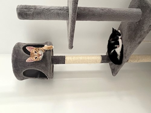 Georgiana- petsitter București sau Bonă pentru animale pentru câini pisici