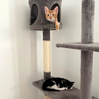 thumbnail petsitter București sau bonă pentru animale pentru câini pisici