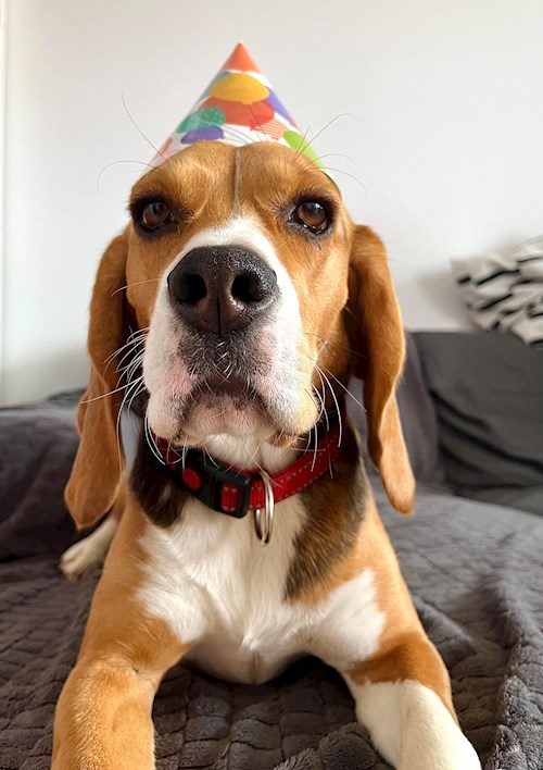 Georgiana- petsitter București sau Bonă pentru animale pentru câini pisici