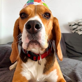 thumbnail petsitter București sau bonă pentru animale pentru câini pisici