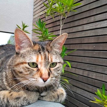 thumbnail petsitter București or pet nanny for dogs cats