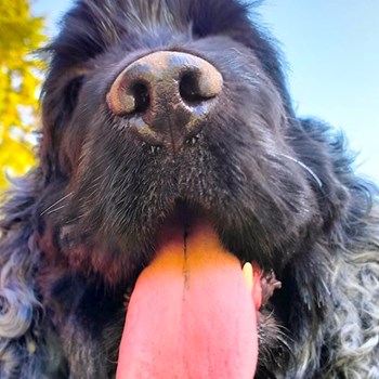 thumbnail petsitter București or pet nanny for dogs cats