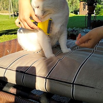 thumbnail petsitter București or pet nanny for dogs cats