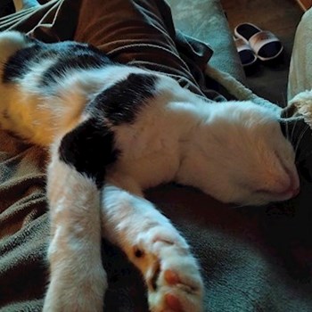 thumbnail petsitter București or pet nanny for dogs cats