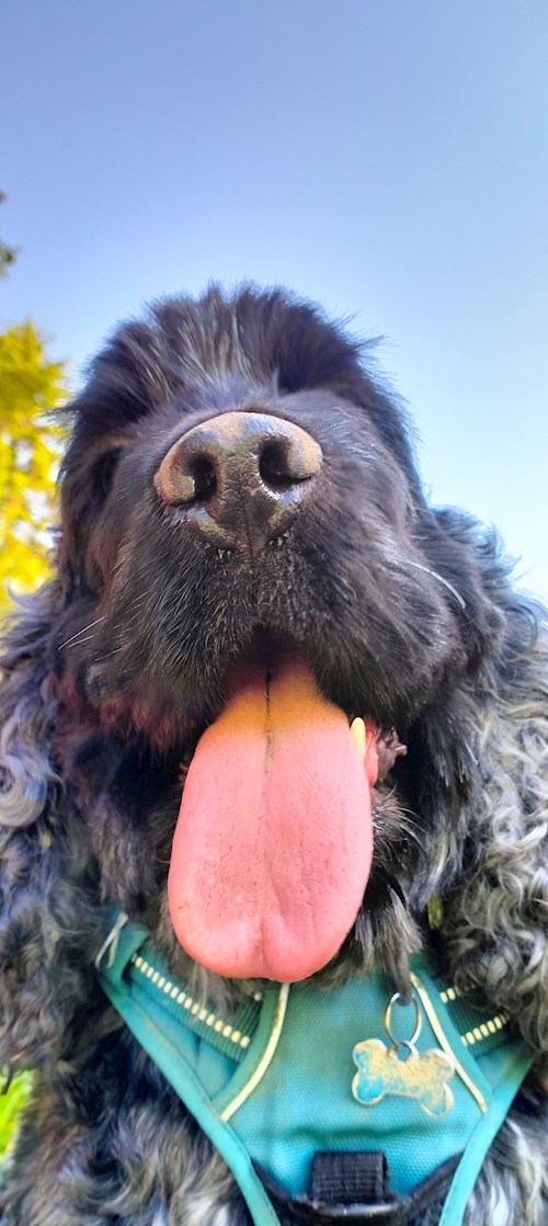 Lara- petsitter București or Pet nanny for dogs cats