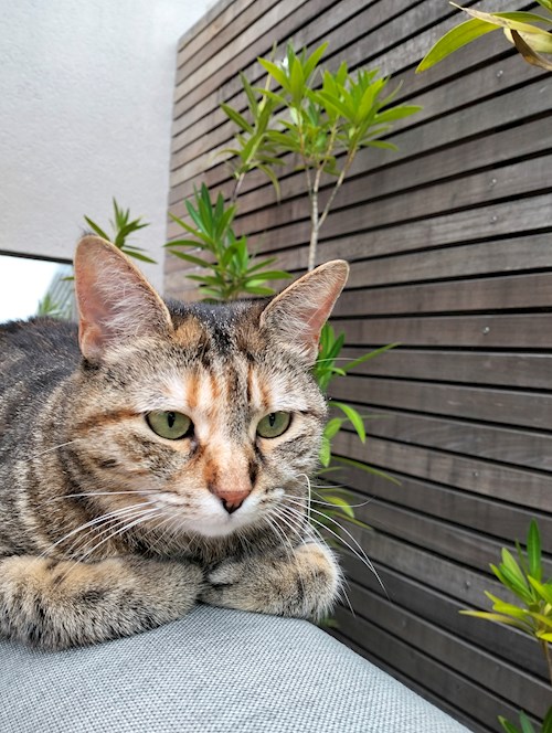 Lara- petsitter București or Pet nanny for dogs cats